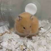 ヒメ日記 2026/02/25 14:59 投稿 ここ ピンキーエコ