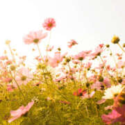 ヒメ日記 2025/09/27 17:04 投稿 あや Queen Angel(クイーンエンジェル)