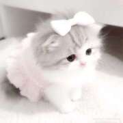 ヒメ日記 2025/11/04 15:09 投稿 すずね・SP 西川口ティアラ