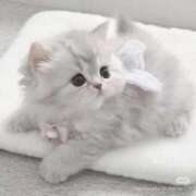 ヒメ日記 2025/11/11 12:26 投稿 すずね・SP 西川口ティアラ