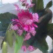 ヒメ日記 2025/07/26 21:46 投稿 雪乃（ゆきの） ビッグバード