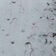 ヒメ日記 2026/02/03 23:22 投稿 雪乃（ゆきの） ビッグバード