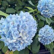 Eureka 佐藤　まい ふられちゃいました☔ Eureka！EGOIST～エゴイスト～-美とエロスの饗宴