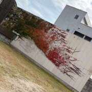 ヒメ日記 2025/11/15 08:50 投稿 らむ ドリーム水戸