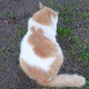 ヒメ日記 2025/09/11 21:50 投稿 なのか 東京人妻セレブリティ（ユメオト）