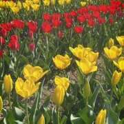 ろく若奥 明日出勤します💗ろくに会いに来てね🐰💗 未熟な若奥