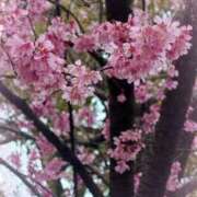 ヒメ日記 2025/03/08 17:45 投稿 月影 まりえ ミセス・レヴォアール～再会～