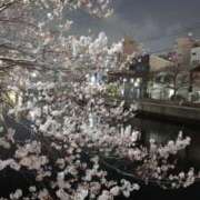 ヒメ日記 2025/04/02 19:58 投稿 月影 まりえ ミセス・レヴォアール～再会～