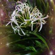 ヒメ日記 2025/07/24 19:23 投稿 月影 まりえ ミセス・レヴォアール～再会～