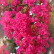 ヒメ日記 2025/08/23 19:36 投稿 月影 まりえ ミセス・レヴォアール～再会～