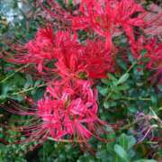 ヒメ日記 2025/09/28 17:44 投稿 月影 まりえ ミセス・レヴォアール～再会～