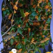 ヒメ日記 2025/10/25 19:32 投稿 月影 まりえ ミセス・レヴォアール～再会～