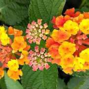 ヒメ日記 2025/07/29 12:29 投稿 ネネカ 千葉美女革命