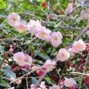 ヒメ日記 2025/07/29 12:45 投稿 ネネカ 千葉美女革命