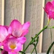 ヒメ日記 2025/07/31 08:45 投稿 ネネカ 千葉美女革命