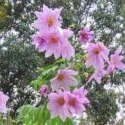 ヒメ日記 2025/07/31 13:02 投稿 ネネカ 千葉美女革命