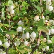 ヒメ日記 2025/08/01 10:17 投稿 ネネカ 千葉美女革命