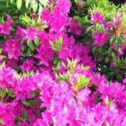 ヒメ日記 2025/08/01 11:51 投稿 ネネカ 千葉美女革命