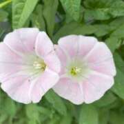 ヒメ日記 2025/08/04 08:11 投稿 ネネカ 千葉美女革命