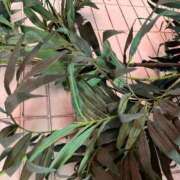 ヒメ日記 2025/08/07 12:02 投稿 ネネカ 千葉美女革命