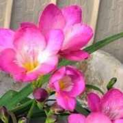 ヒメ日記 2025/08/11 08:19 投稿 ネネカ 千葉美女革命