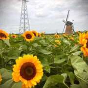 ヒメ日記 2025/08/19 08:11 投稿 ネネカ 千葉美女革命