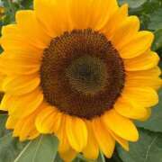 ヒメ日記 2025/08/21 08:01 投稿 ネネカ 千葉美女革命