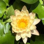 ヒメ日記 2025/08/22 08:19 投稿 ネネカ 千葉美女革命