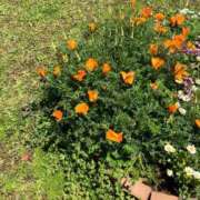 ヒメ日記 2025/08/24 08:16 投稿 ネネカ 千葉美女革命