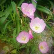 ヒメ日記 2025/09/11 08:11 投稿 ネネカ 千葉美女革命