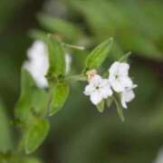 ヒメ日記 2025/09/30 08:11 投稿 ネネカ 千葉美女革命