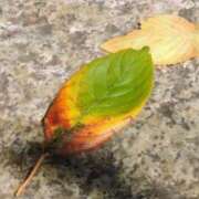 ヒメ日記 2025/10/12 15:18 投稿 ネネカ 千葉美女革命