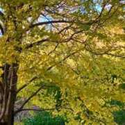 ヒメ日記 2025/10/28 08:11 投稿 ネネカ 千葉美女革命