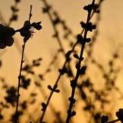 ヒメ日記 2025/10/31 12:02 投稿 ネネカ 千葉美女革命