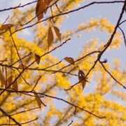 ヒメ日記 2025/11/06 12:08 投稿 ネネカ 千葉美女革命