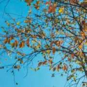 ヒメ日記 2025/11/07 08:11 投稿 ネネカ 千葉美女革命