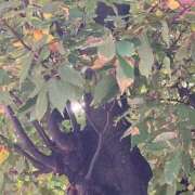 ヒメ日記 2025/11/08 08:01 投稿 ネネカ 千葉美女革命