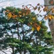 ヒメ日記 2025/11/11 12:11 投稿 ネネカ 千葉美女革命