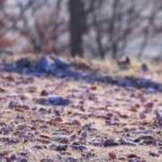 ヒメ日記 2025/11/13 08:11 投稿 ネネカ 千葉美女革命