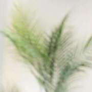 ヒメ日記 2025/11/24 08:11 投稿 ネネカ 千葉美女革命