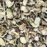 ヒメ日記 2025/11/25 12:02 投稿 ネネカ 千葉美女革命