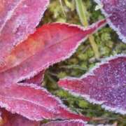 ヒメ日記 2025/12/04 08:16 投稿 ネネカ 千葉美女革命