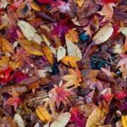 ヒメ日記 2025/12/04 12:02 投稿 ネネカ 千葉美女革命