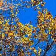 ヒメ日記 2025/12/15 08:11 投稿 ネネカ 千葉美女革命