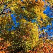 ヒメ日記 2025/12/15 12:11 投稿 ネネカ 千葉美女革命