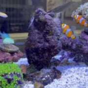 ヒメ日記 2025/10/02 08:18 投稿 高崎　しおり 未熟な人妻