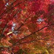 ヒメ日記 2025/12/16 22:16 投稿 ひめか 吉原ファーストレディ