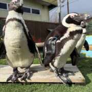 ヒメ日記 2026/01/15 20:14 投稿 ひめか 吉原ファーストレディ