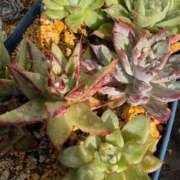 ヒメ日記 2025/11/16 22:47 投稿 ちひろ ミスミセス