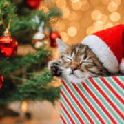 吉野 ひより 🌸ありがとうございました🌸 千葉Grand Mrs.